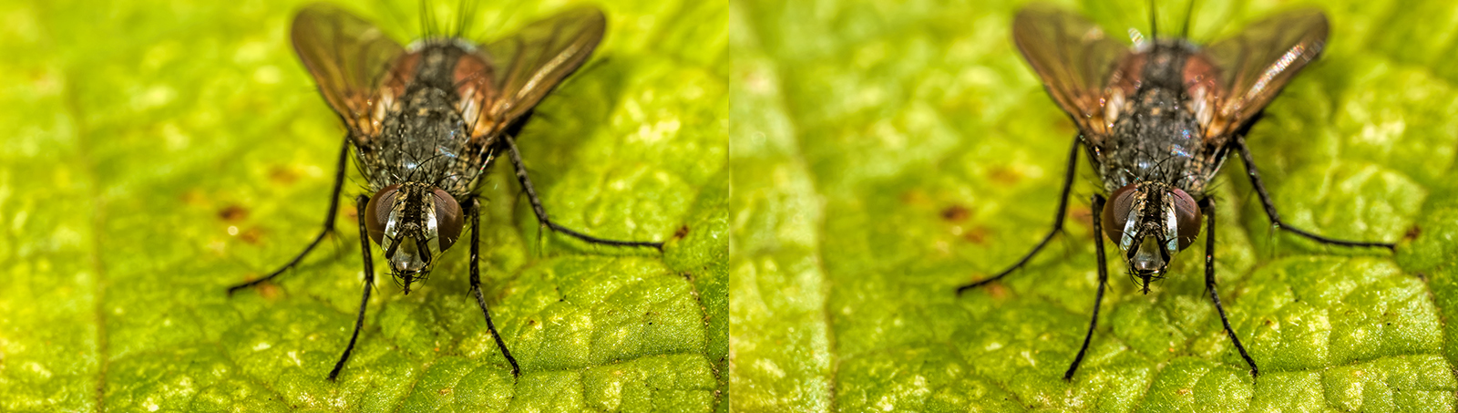 Click image for larger version

Name:	P8043331_DxO Tachinid Crosseye 1600.jpg
Views:	16
Size:	634.5 KB
ID:	1030508