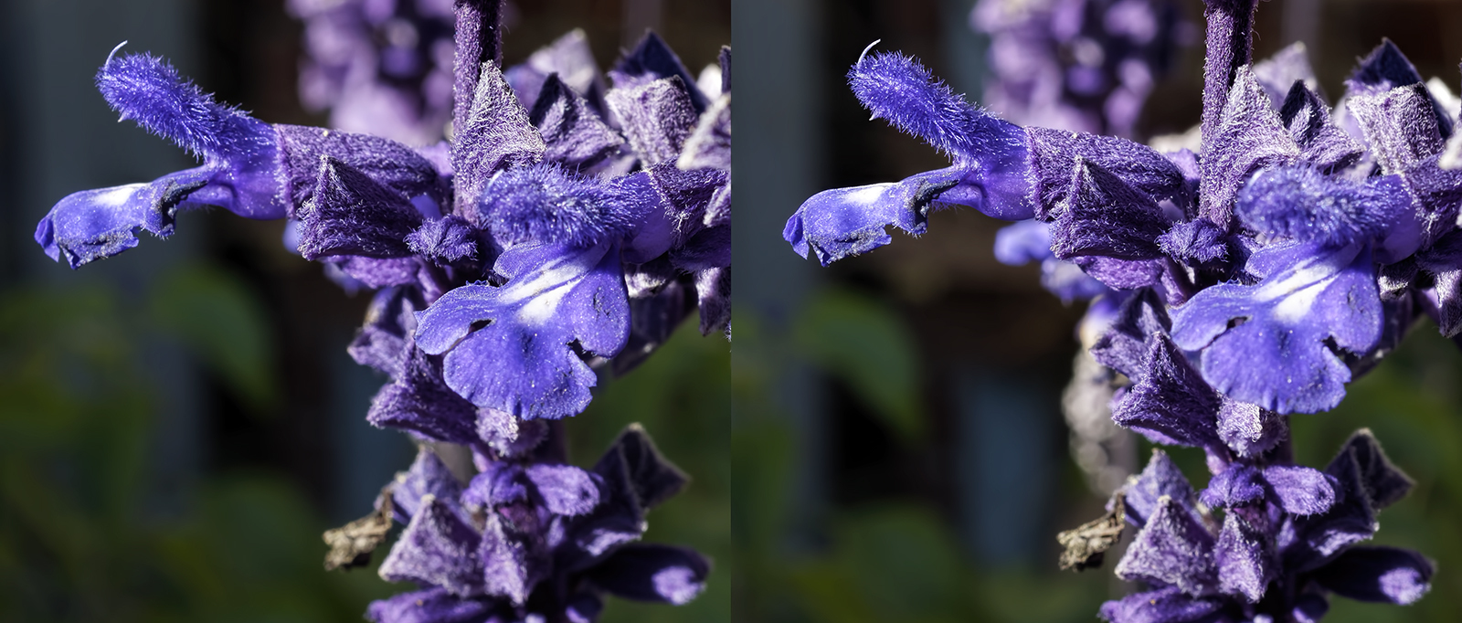 Click image for larger version  Name:	_A067540_DxO Salvia Mystic Spires Crop Crosseye 1600.jpg Views:	0 Size:	730.1 KB ID:	1030691