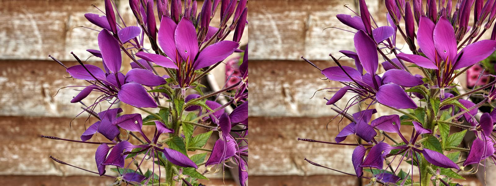 Click image for larger version

Name:	_A097640_DxO Cleome hassleriana, commonly known as Spider Flower  Crosseye 1600.jpg
Views:	207
Size:	926.8 KB
ID:	1030829
