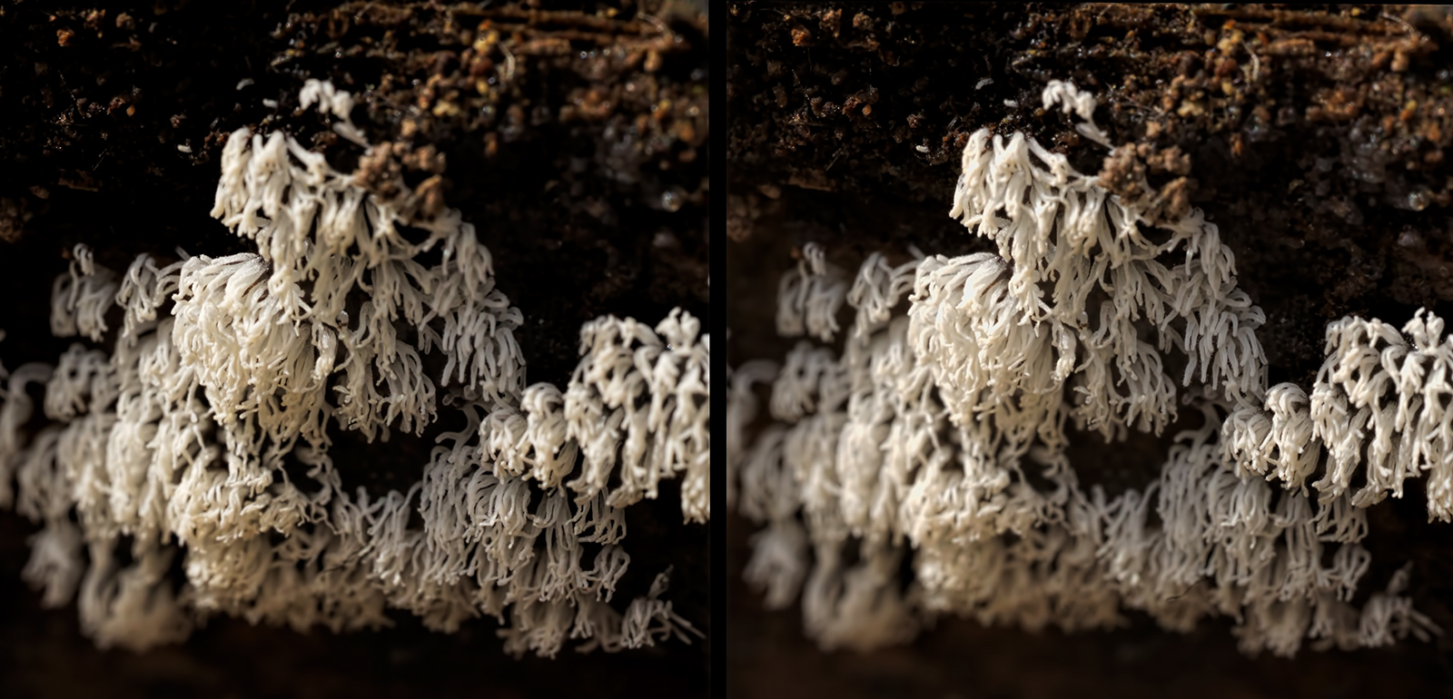 Click image for larger version

Name:	DSC06038 Ceratiomyxa fruticulosa Printing 150mm Crop Crosseye 1600.jpg
Views:	8
Size:	706.4 KB
ID:	1030894