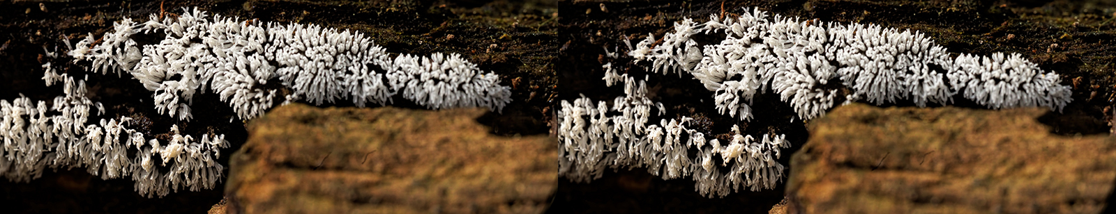 Click image for larger version

Name:	DSC06021 Ceratiomyxa Crop Crosseye 1600.jpg
Views:	8
Size:	522.1 KB
ID:	1030895