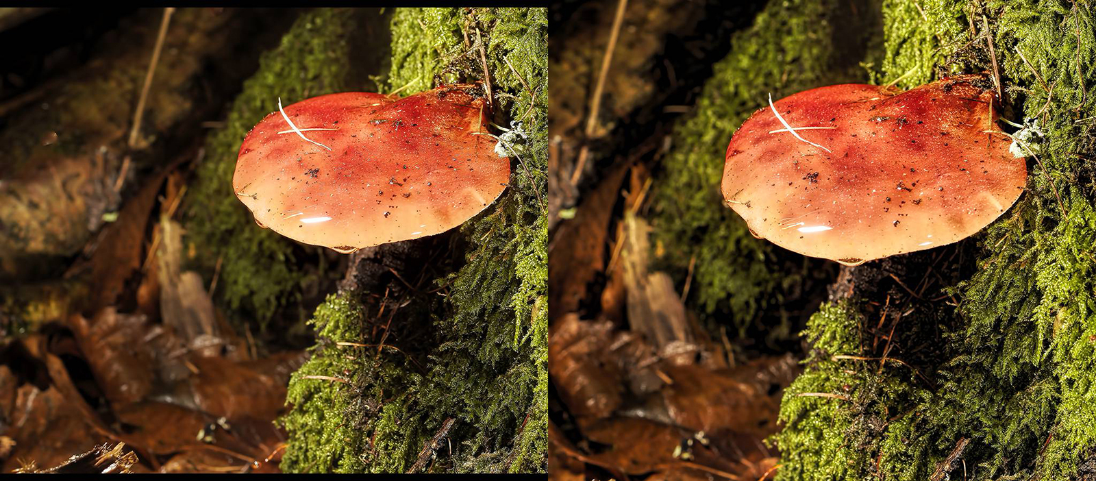 Click image for larger version

Name:	_9130023_DxO Beefsteak Crop 1600.jpg
Views:	221
Size:	1.17 MB
ID:	1031672