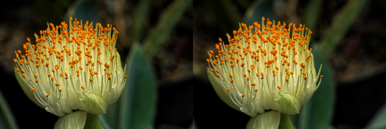 Click image for larger version  Name:	DSC06261 Haemanthus albiflos Sima Apo Macro 180mm f11 Crosseye 1600.jpg Views:	0 Size:	521.1 KB ID:	1032188