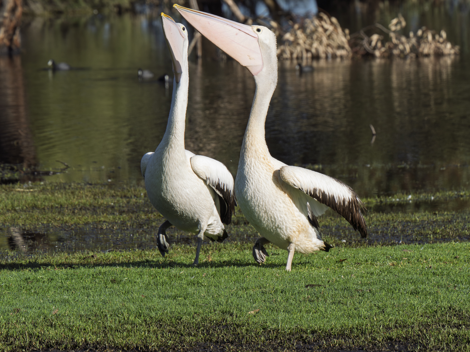 Click image for larger version

Name:	peli-5.jpg
Views:	5
Size:	1.65 MB
ID:	1032707