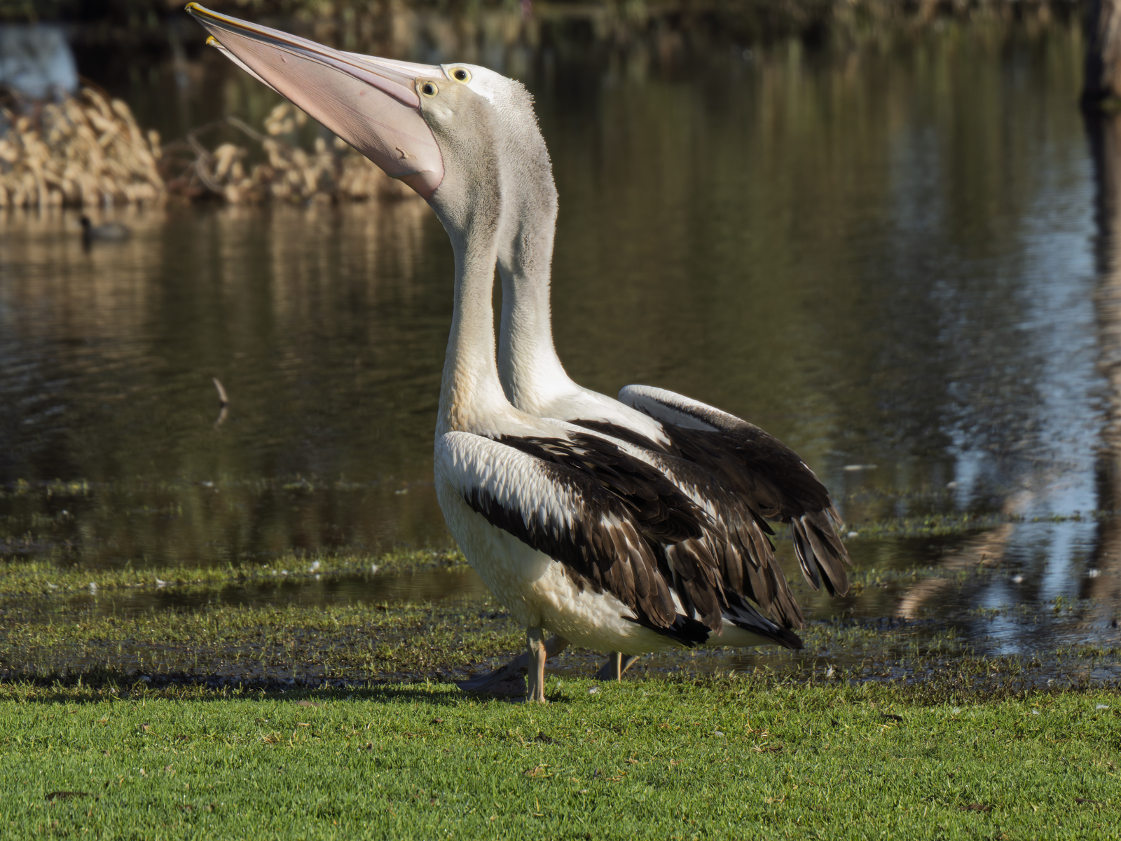 Click image for larger version

Name:	peli-4.jpg
Views:	5
Size:	1.49 MB
ID:	1032708