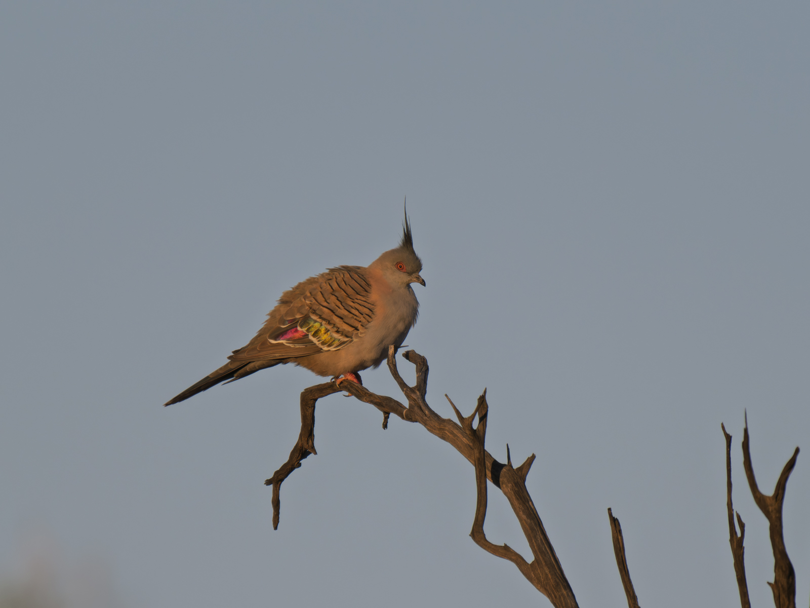 Click image for larger version

Name:	pb-1.jpg
Views:	4
Size:	493.3 KB
ID:	1033259
