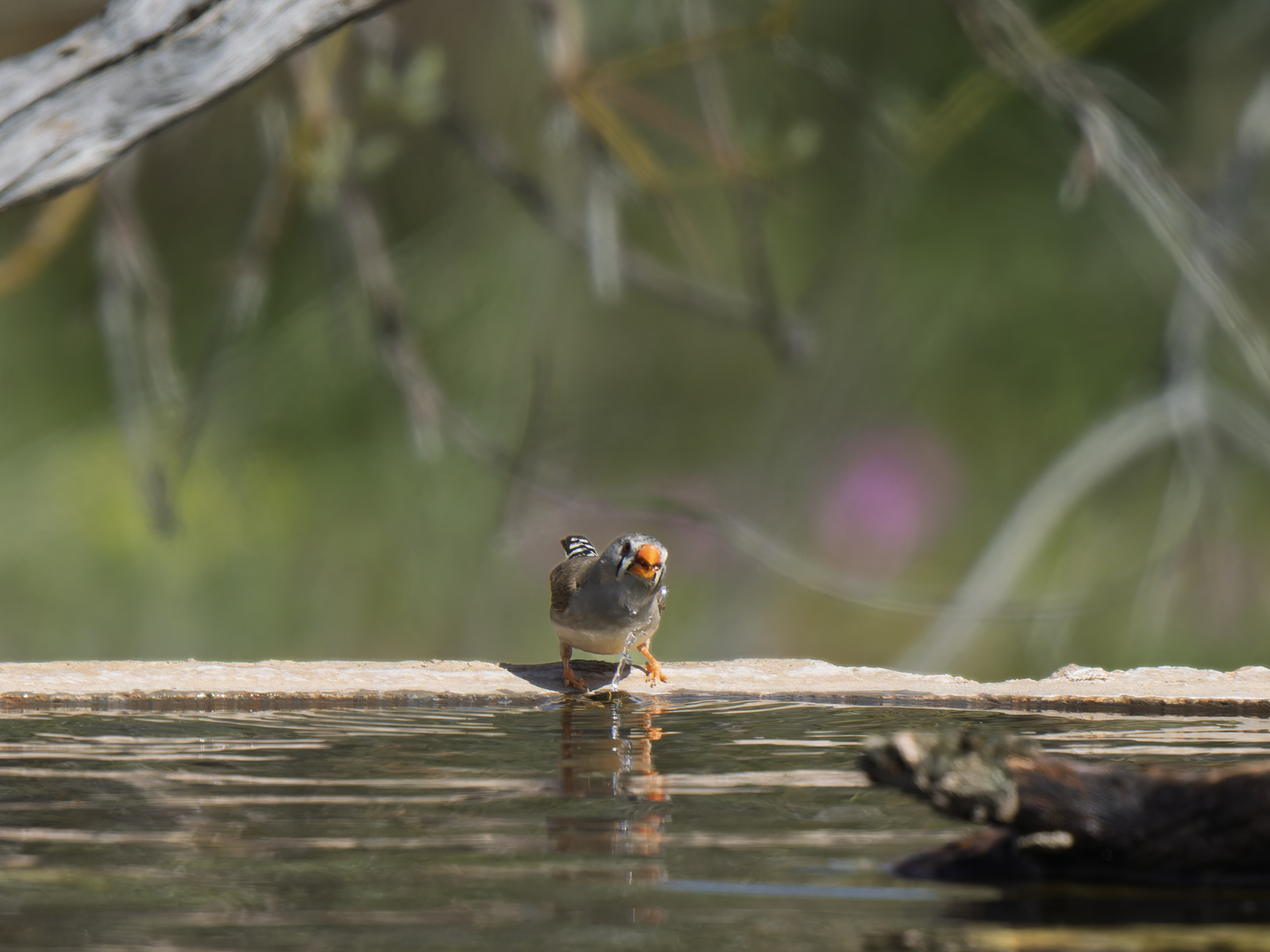Click image for larger version

Name:	pb-10.jpg
Views:	4
Size:	775.4 KB
ID:	1033263