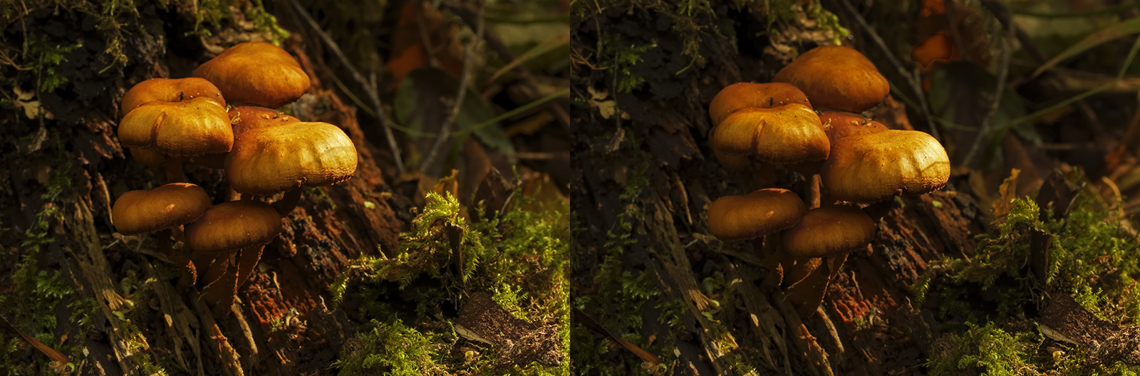 Click image for larger version

Name:	_A050152_DxO Crosseye 1600.jpg
Views:	25
Size:	691.3 KB
ID:	1033505