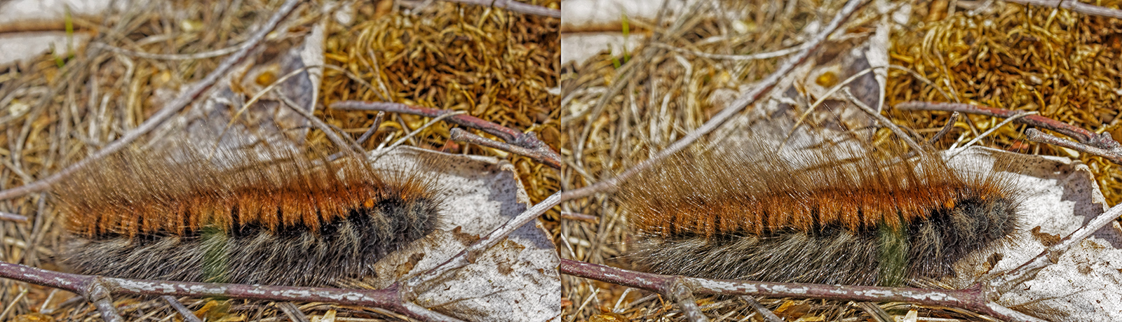 Click image for larger version

Name:	_A050167_DxO Fox Moth Caterpillar 1600.jpg
Views:	16
Size:	915.2 KB
ID:	1033547