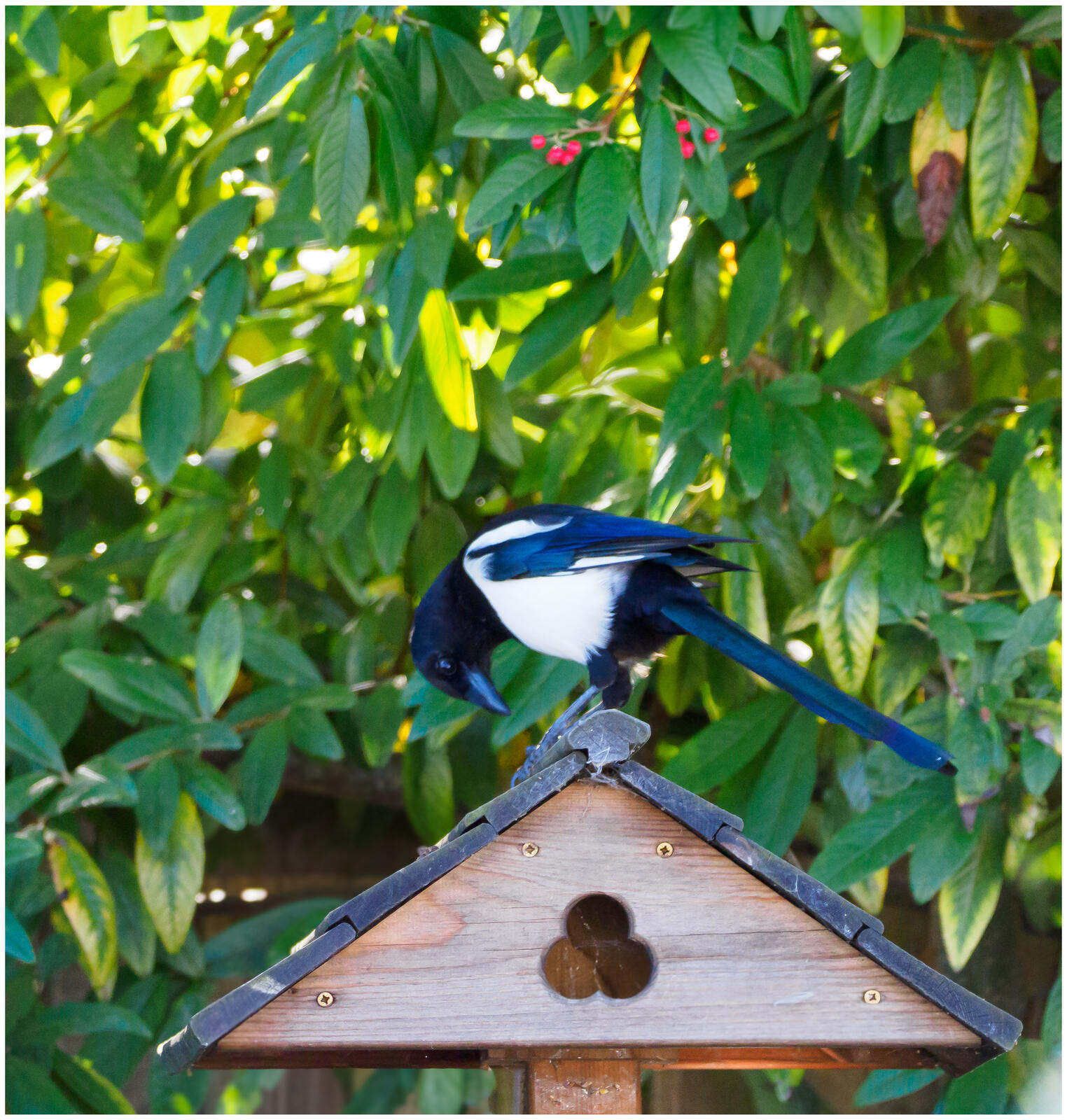 Click image for larger version

Name:	PA060025.jpg
Views:	415
Size:	414.5 KB
ID:	1033610