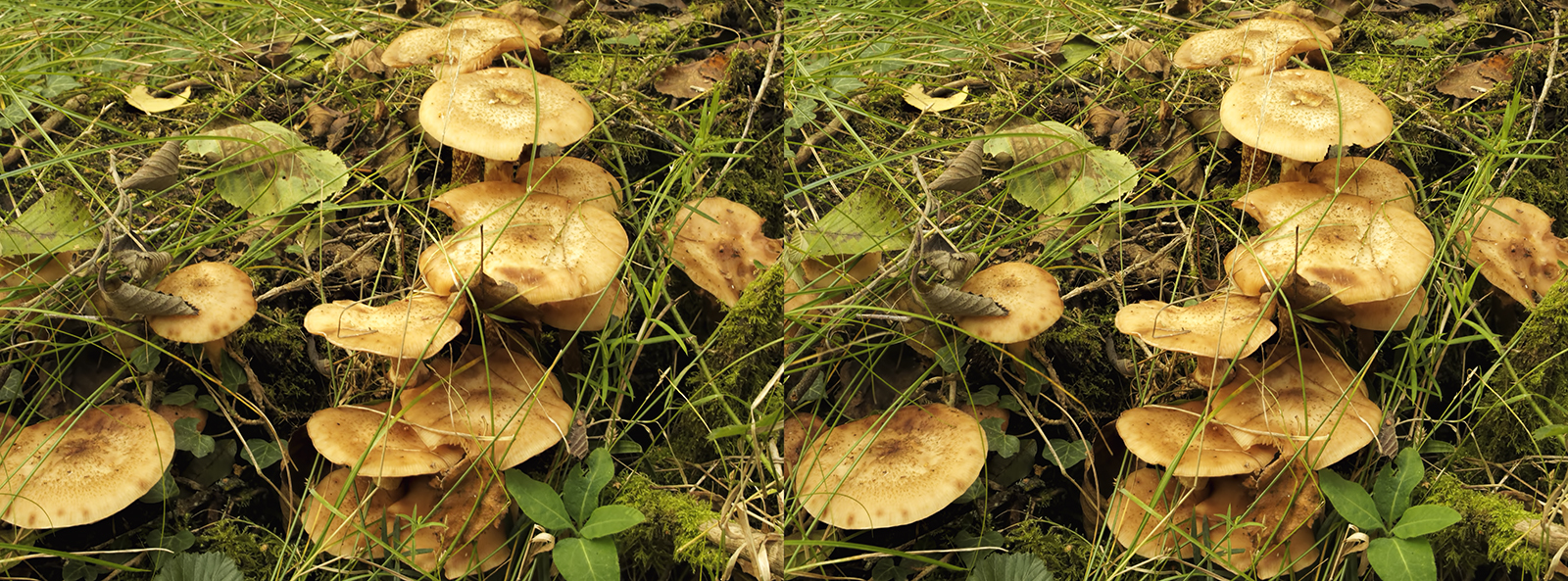 Click image for larger version

Name:	_A050156_DxO  Honey Fungus Decoy Heath 5 October 2025 Crosseye 1600.jpg
Views:	32
Size:	1.28 MB
ID:	1033708