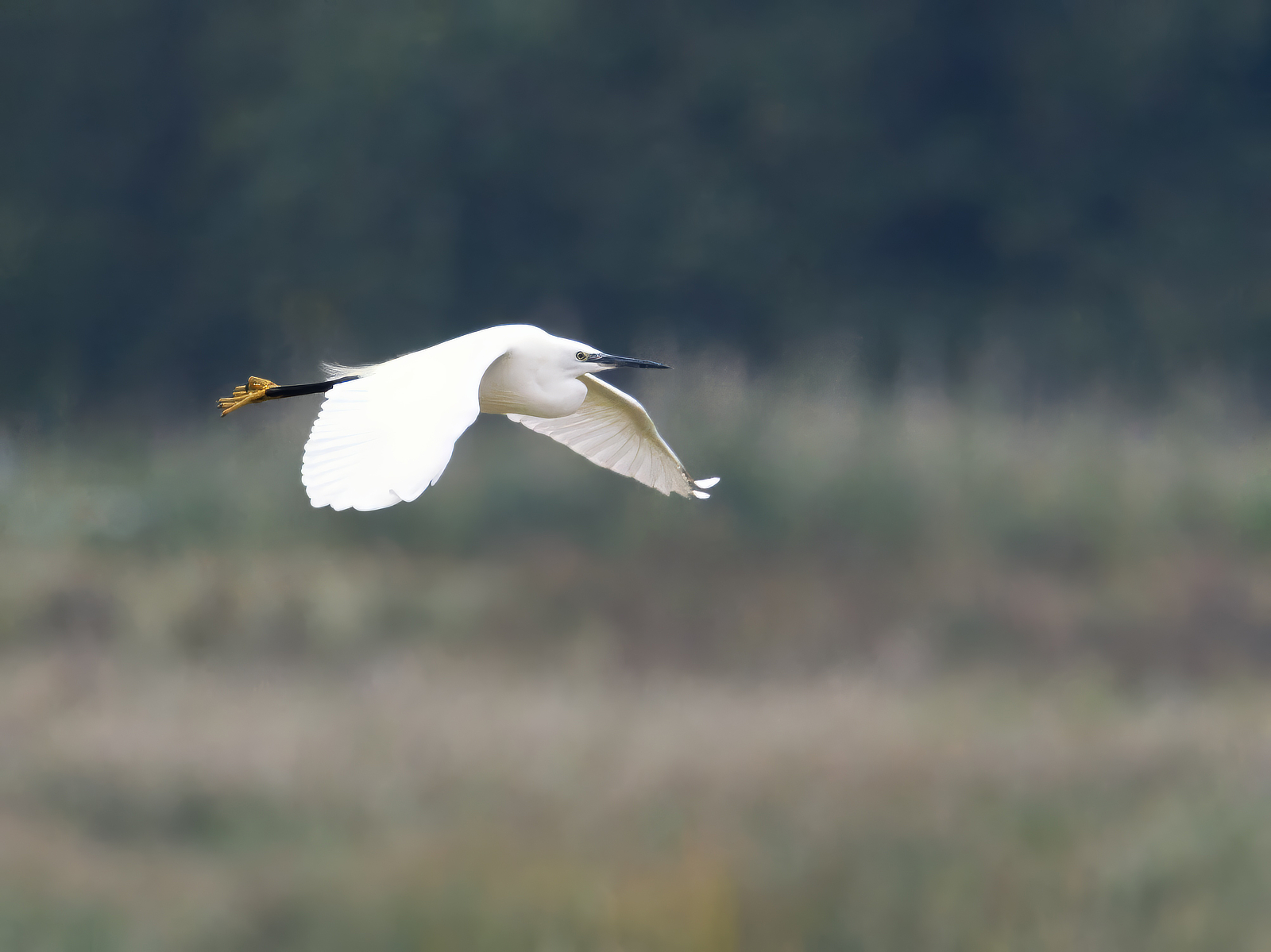 Click image for larger version

Name:	Egret flight 2-small.jpg
Views:	30
Size:	859.2 KB
ID:	1034299