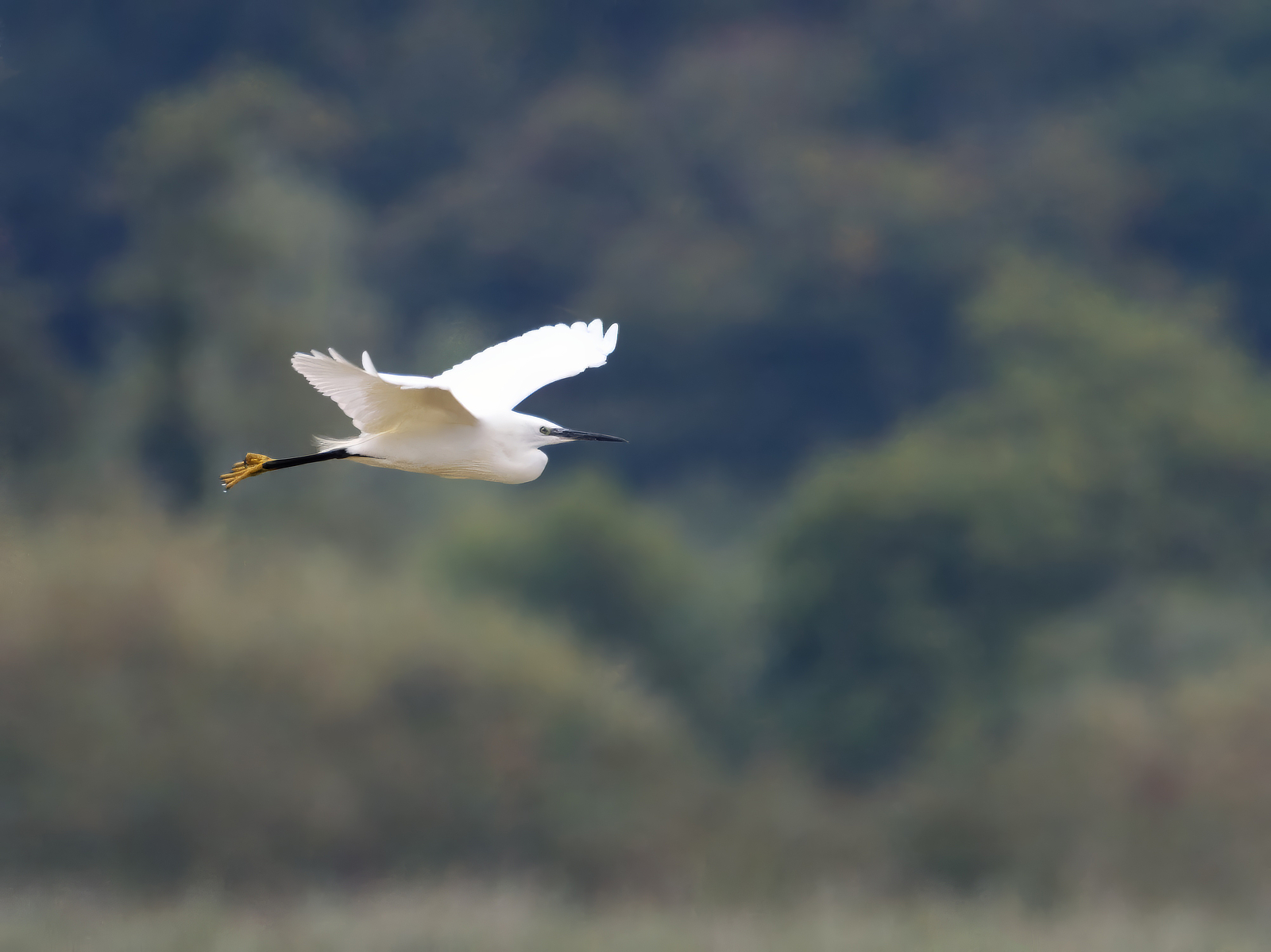 Click image for larger version

Name:	Egret flight 3-small.jpg
Views:	32
Size:	844.9 KB
ID:	1034300