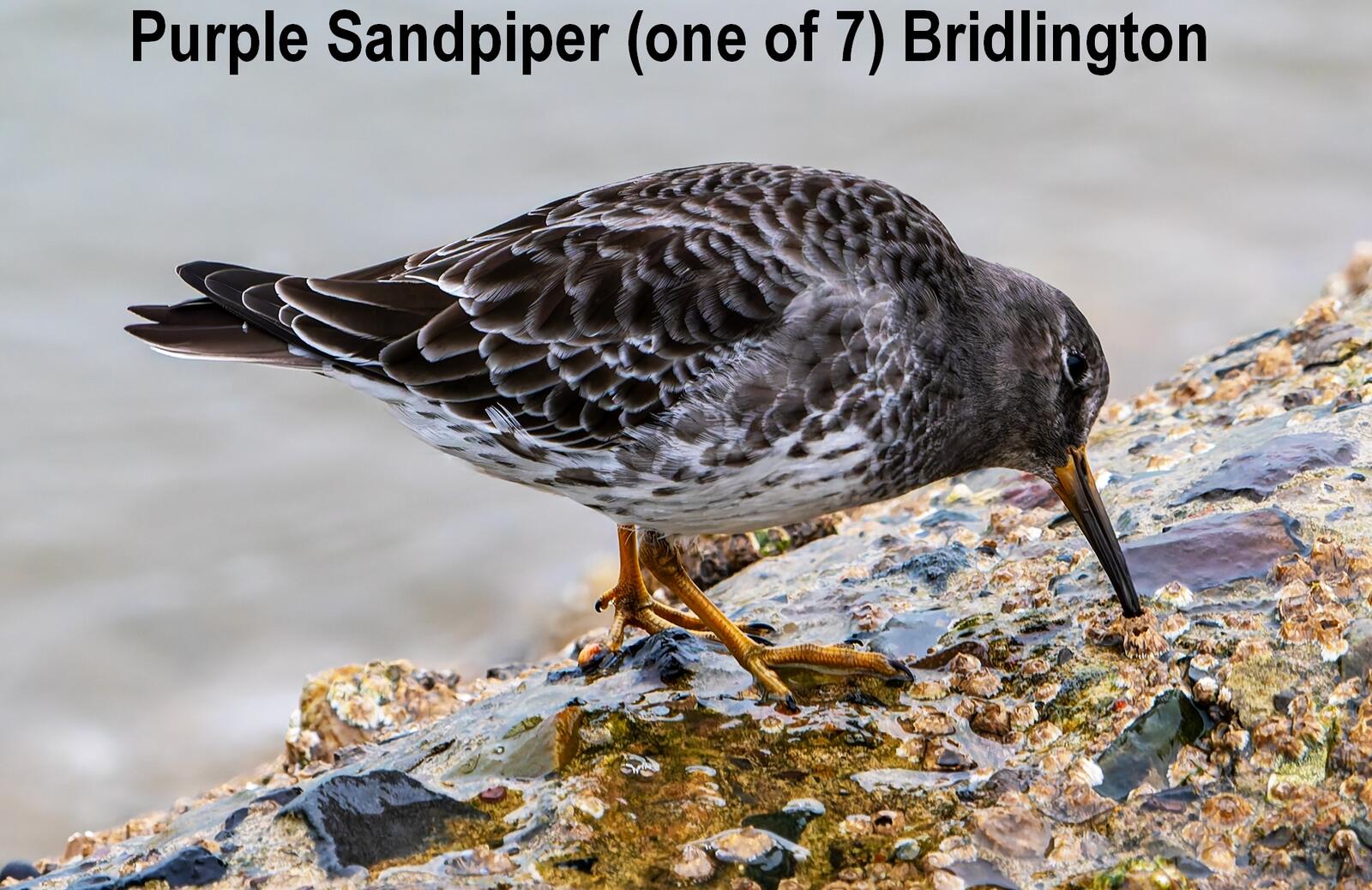 Click image for larger version

Name:	fb PA166167.jpg
Views:	29
Size:	252.6 KB
ID:	1034790