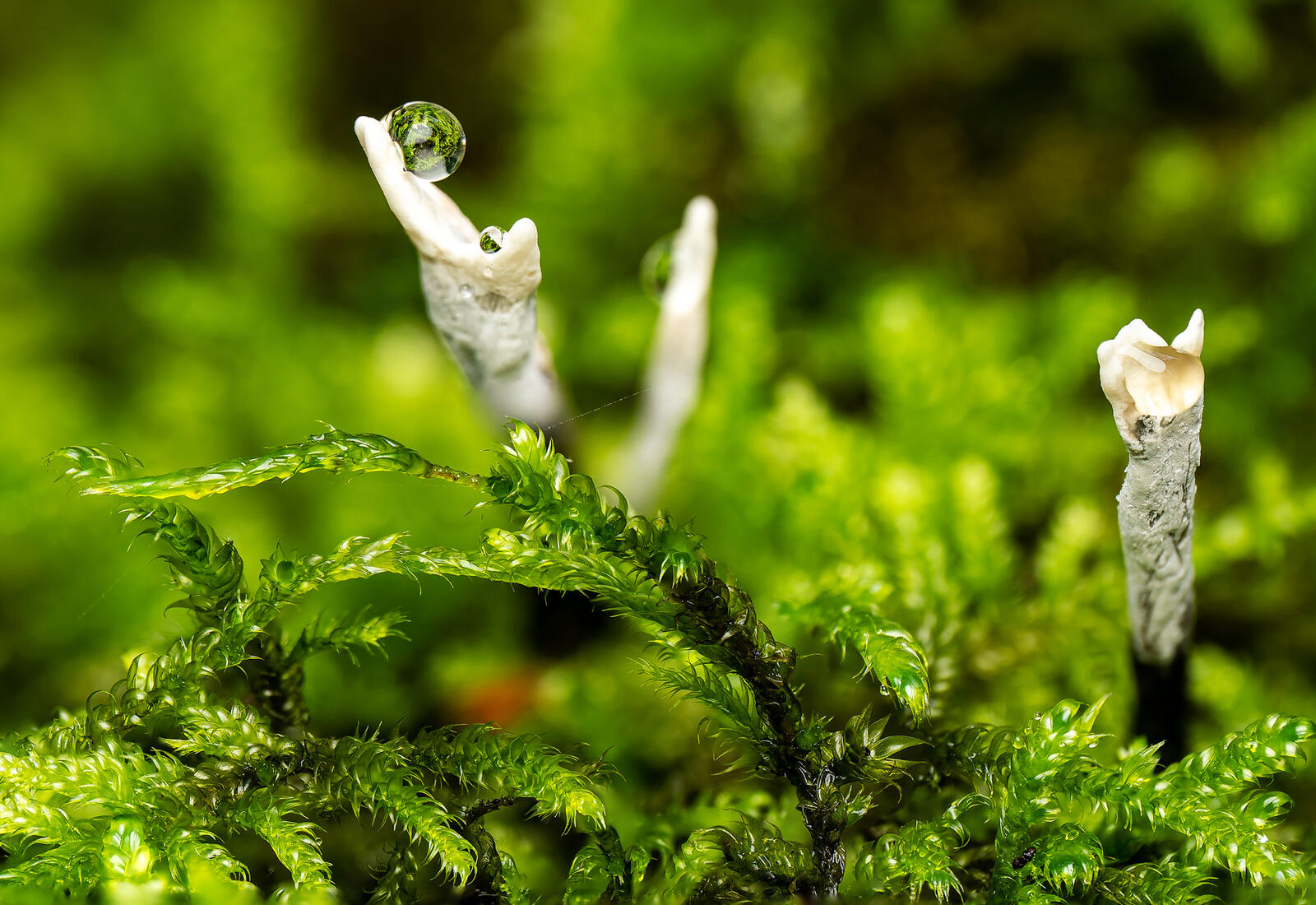 Click image for larger version  Name:	fb PA217786 merged.jpg Views:	0 Size:	293.6 KB ID:	1035141