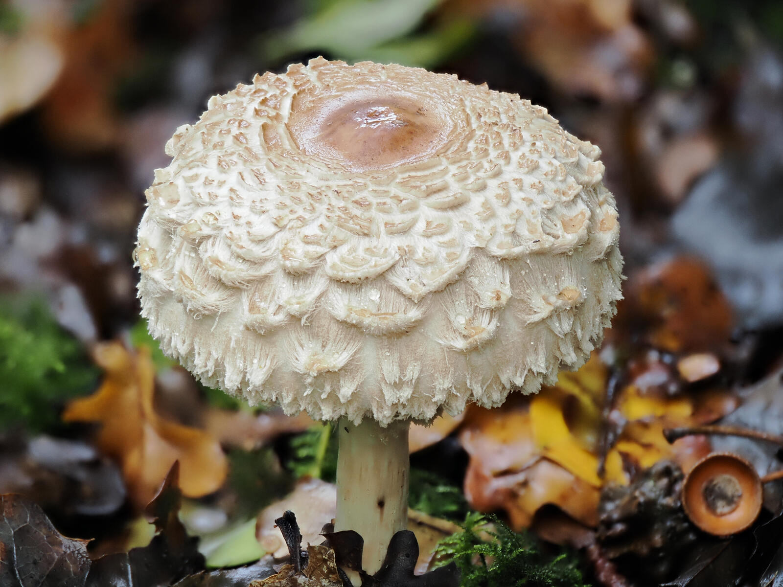 Click image for larger version  Name:	fb PA218058 v3.jpg Views:	0 Size:	262.1 KB ID:	1035142