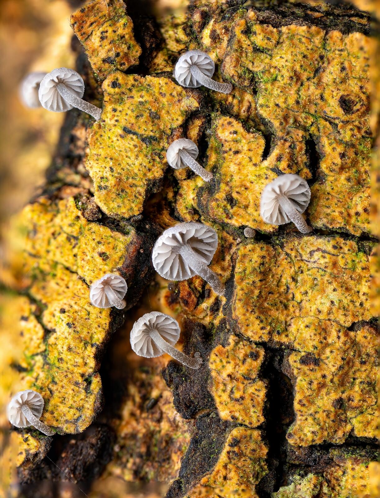 Click image for larger version  Name:	fb PA217579-PS-DNGs.jpg Views:	0 Size:	509.0 KB ID:	1035143