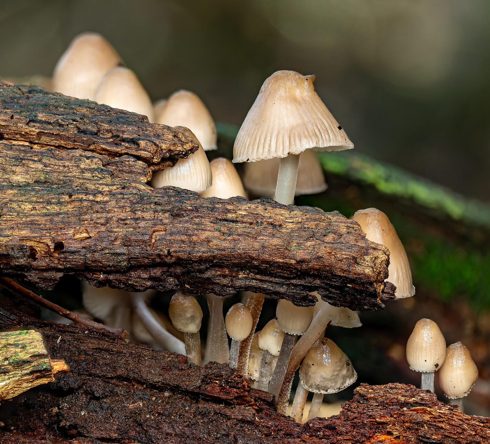 Click image for larger version  Name:	fb PA2176111 merged.jpg Views:	0 Size:	594.1 KB ID:	1035144