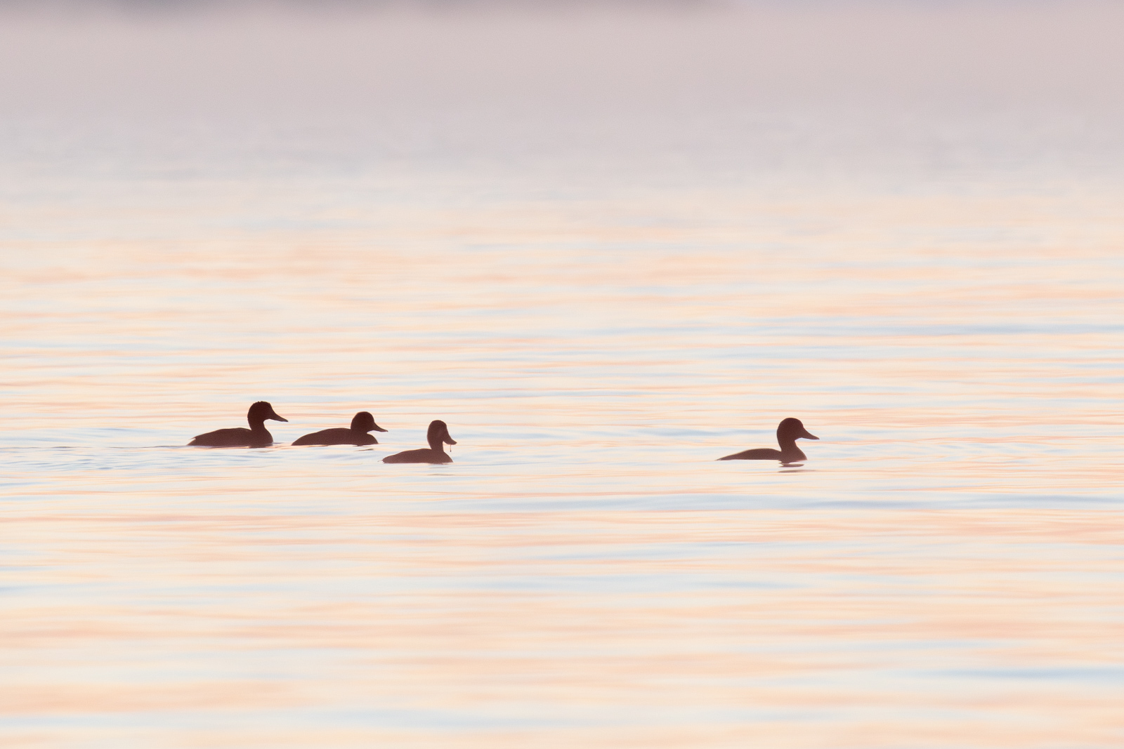 Click image for larger version  Name:	_A265123.jpg Views:	0 Size:	490.2 KB ID:	1035529