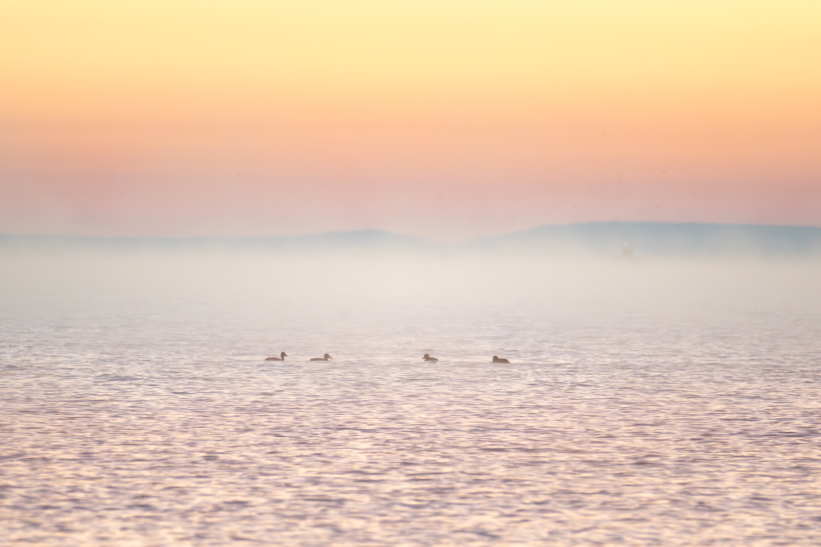 Click image for larger version  Name:	_A264575.jpg Views:	0 Size:	581.9 KB ID:	1035533