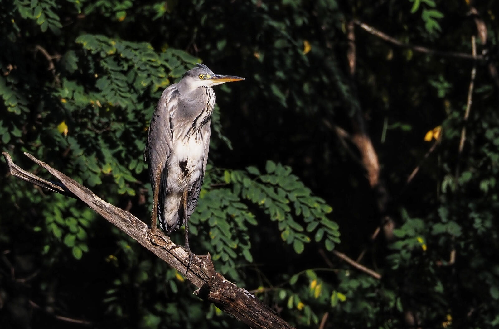 Click image for larger version

Name:	Gray Heron 1.jpg
Views:	328
Size:	181.4 KB
ID:	1035807