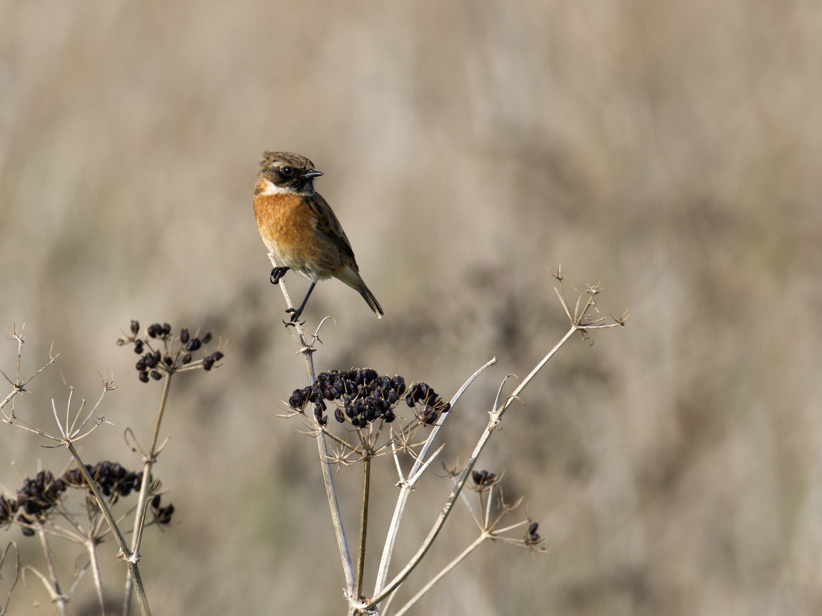 Click image for larger version

Name:	Affinity chat 5-small.jpg
Views:	20
Size:	1.43 MB
ID:	1036040