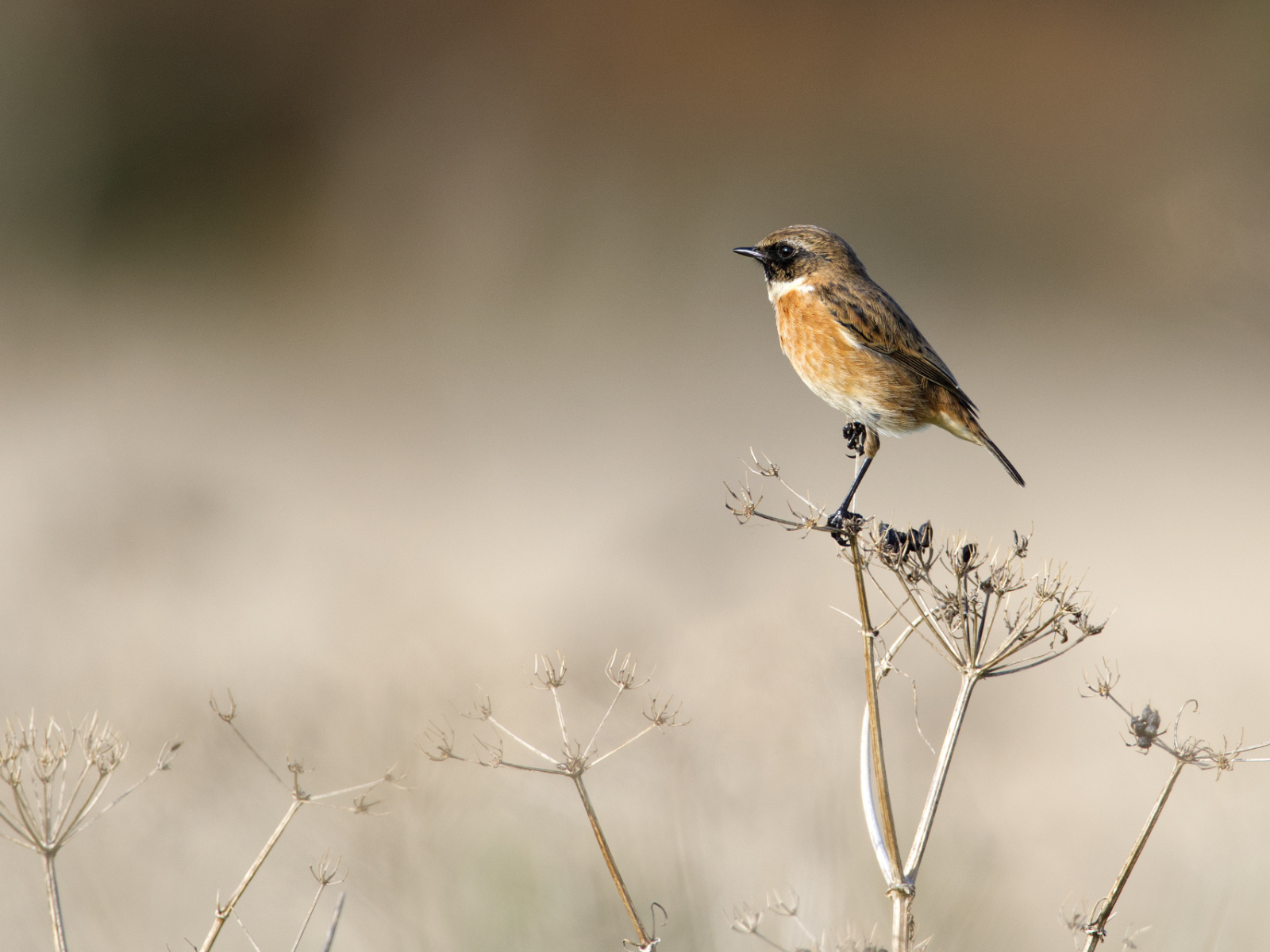 Click image for larger version

Name:	Affinity chat 4-small.jpg
Views:	19
Size:	1.16 MB
ID:	1036042