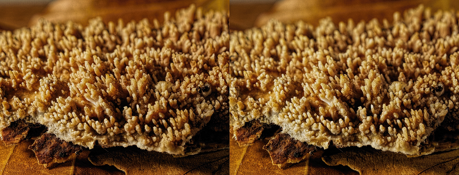 Click image for larger version

Name:	_B010492_DxO Oak Tooth Crust Radulomyces molaris Withy Shaw 1 November 2025 Crosseye Topaz 1600.jpg
Views:	28
Size:	1.14 MB
ID:	1036189