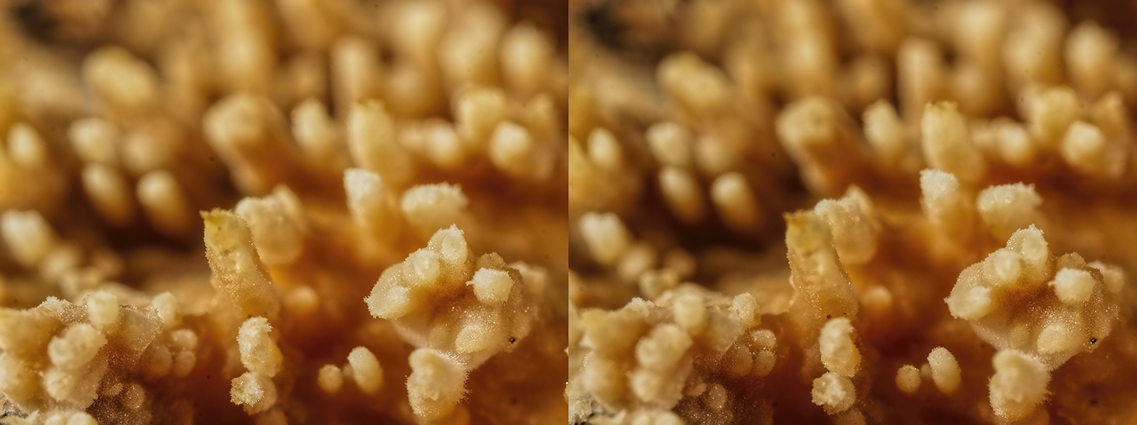 Click image for larger version

Name:	_B010495_DxO Oak Tooth Crust Radulomyces molaris Withy Shaw 1 November 2025 Crosseye Topaz 1600.jpg
Views:	25
Size:	558.3 KB
ID:	1036190