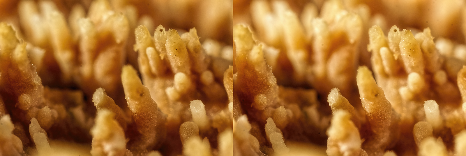 Click image for larger version

Name:	_B010497_DxO Oak Tooth Crust Radulomyces molaris Withy Shaw 1 November 2025 Crosseye Topaz 1600.jpg
Views:	25
Size:	576.3 KB
ID:	1036191