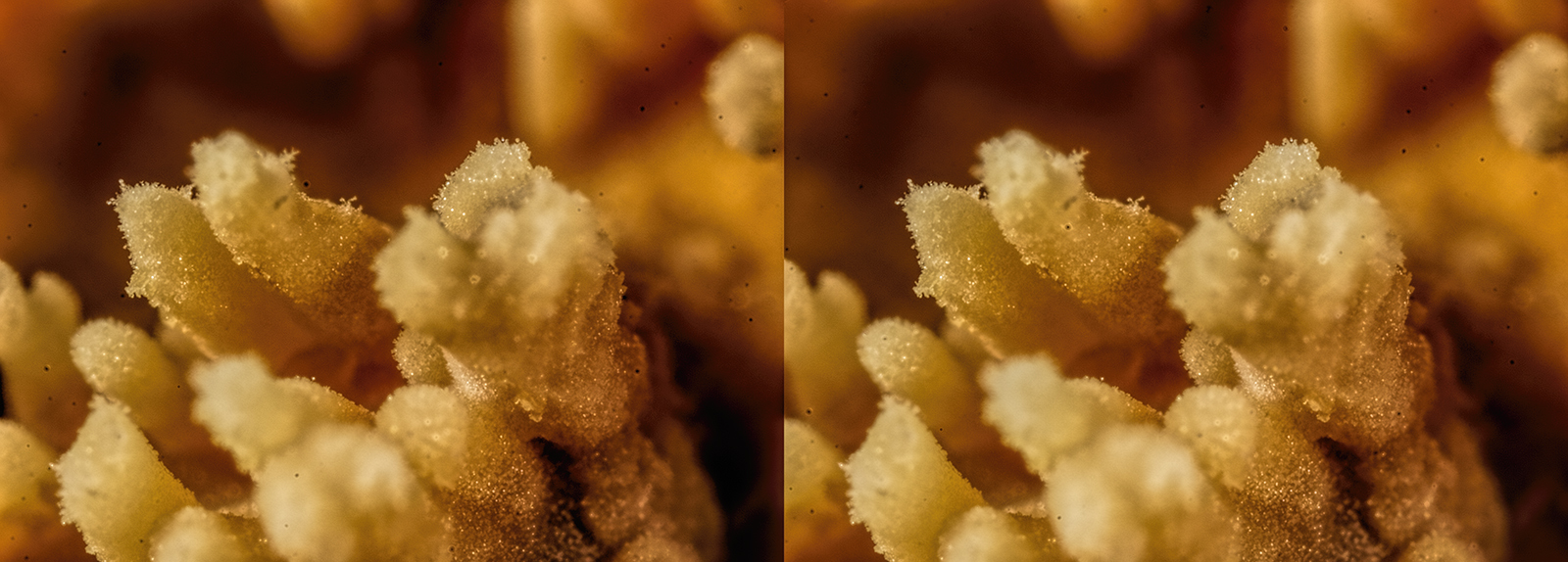 Click image for larger version

Name:	_B010503_DxO Oak Tooth Crust Radulomyces molaris Withy Shaw 1 November 2025 Crosseye Topaz 1600.jpg
Views:	27
Size:	666.1 KB
ID:	1036192