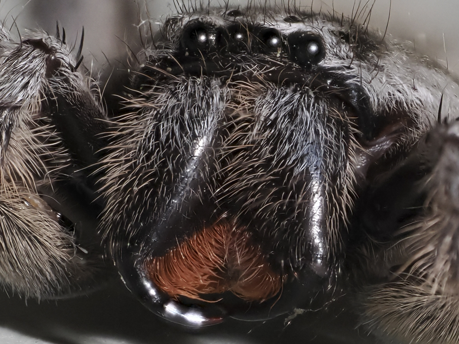 Click image for larger version

Name:	inCameraDetail-1.jpg
Views:	54
Size:	1.27 MB
ID:	1036241