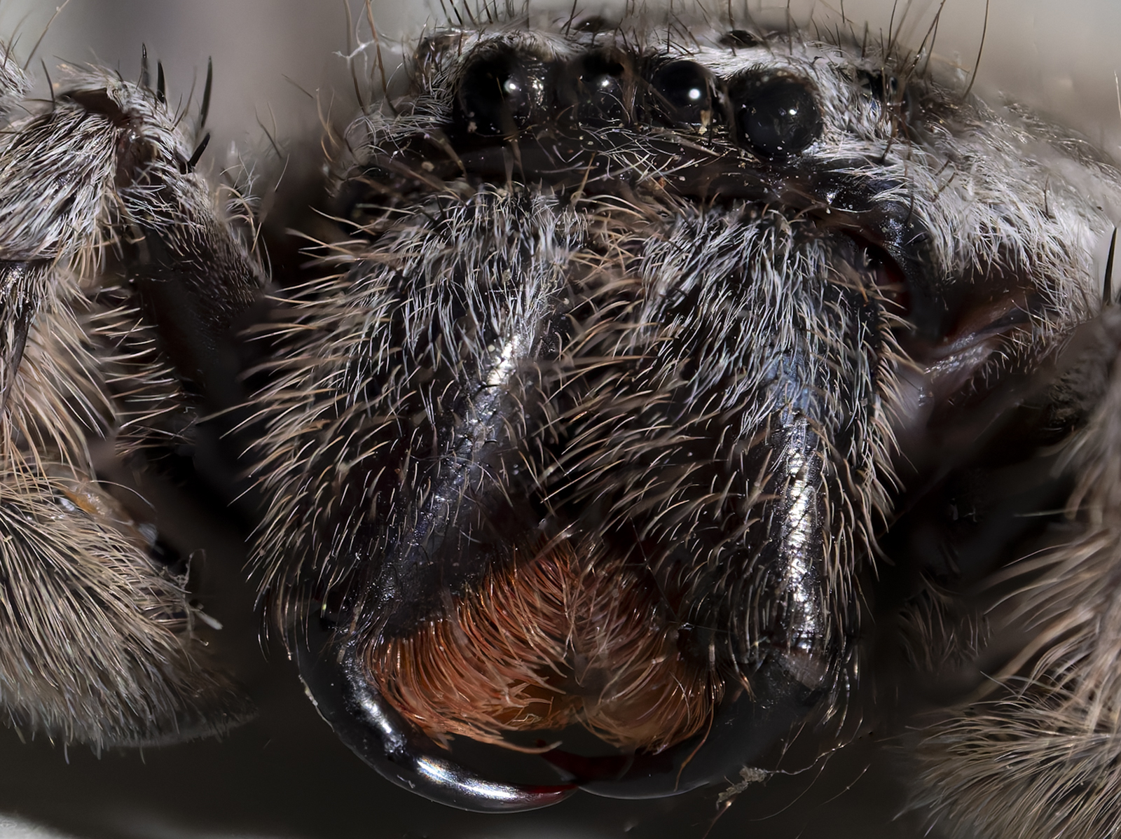 Click image for larger version

Name:	DXOPhotoshopDetail-1.jpg
Views:	55
Size:	1.41 MB
ID:	1036242