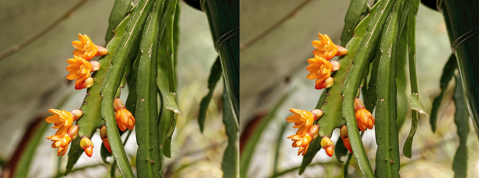 Click image for larger version

Name:	P6034154_DxO Lepismium monocanthum June 2021 Topaz 1600.jpg
Views:	419
Size:	703.7 KB
ID:	1036319