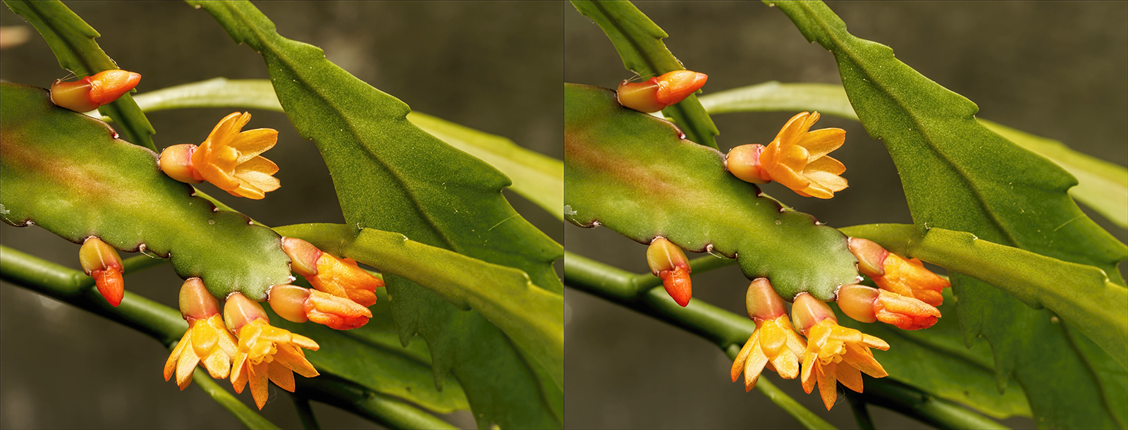 Click image for larger version

Name:	P6034159_DxOP6034154_DxO Lepismium monocanthum June 2021 Topaz 1600.jpg
Views:	22
Size:	800.0 KB
ID:	1036320