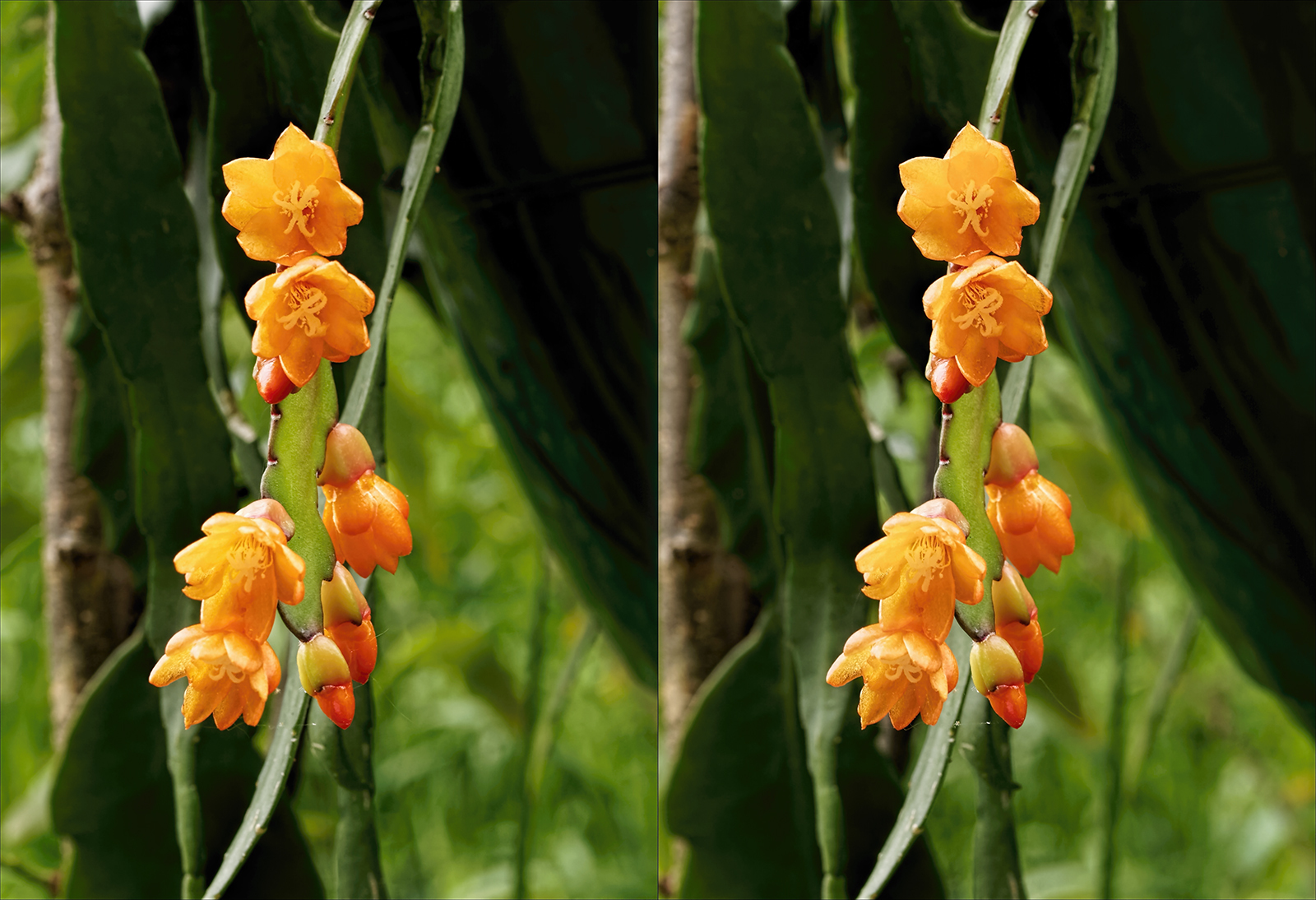 Click image for larger version

Name:	P6034171_DxOP6034154_DxO Lepismium monocanthum June 2021 Topaz 1600.jpg
Views:	22
Size:	953.2 KB
ID:	1036322