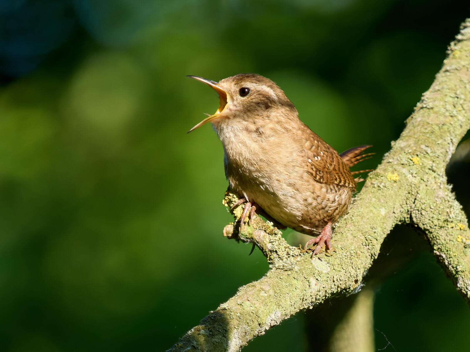 Click image for larger version

Name:	P6160141-DxO_DeepPRIME XD2s_XD.jpg
Views:	604
Size:	213.5 KB
ID:	1036365