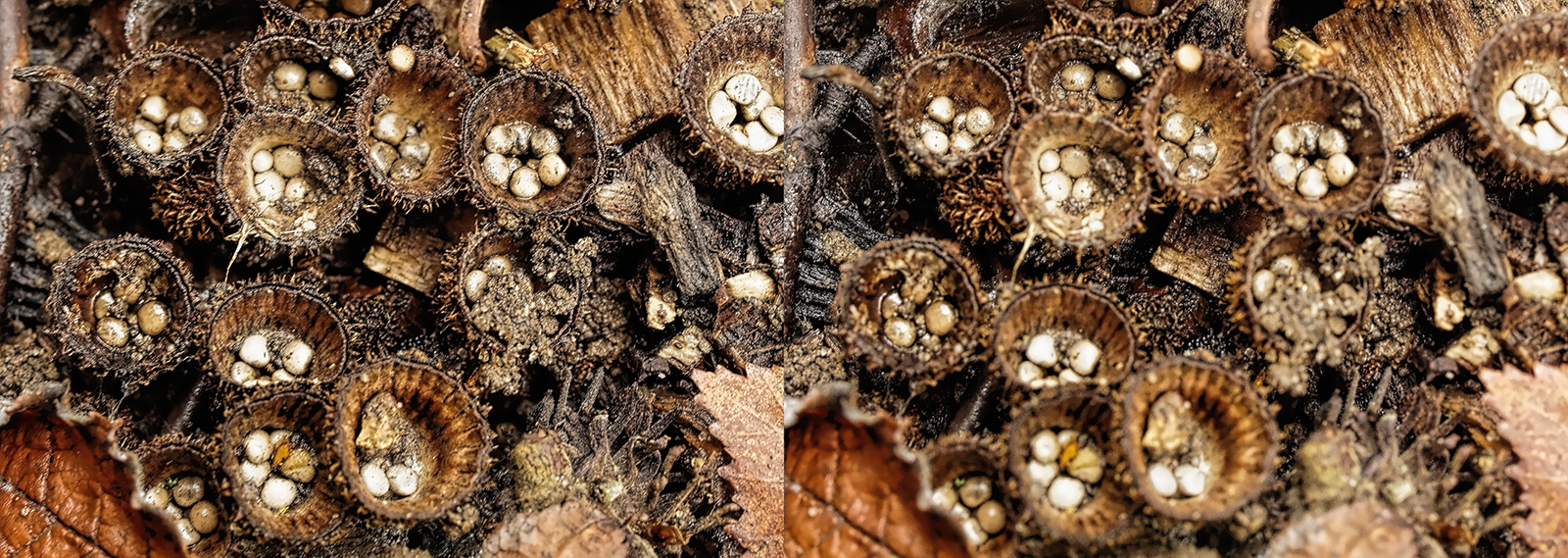 Click image for larger version

Name:	_B090567_DxO  Birds Nest Crosseye Topaz 1600.jpg
Views:	24
Size:	1.27 MB
ID:	1036513