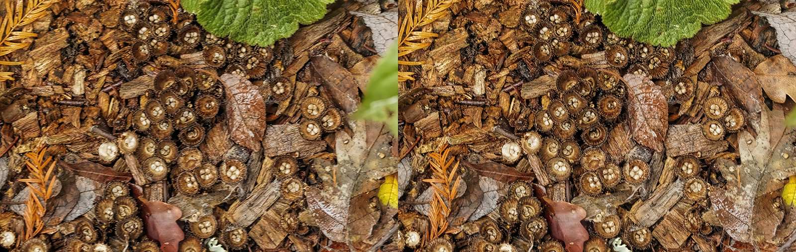 Click image for larger version

Name:	_B090574_DxO Birds Nest Young Crosseye Topaz 1600.jpg
Views:	22
Size:	1.15 MB
ID:	1036514