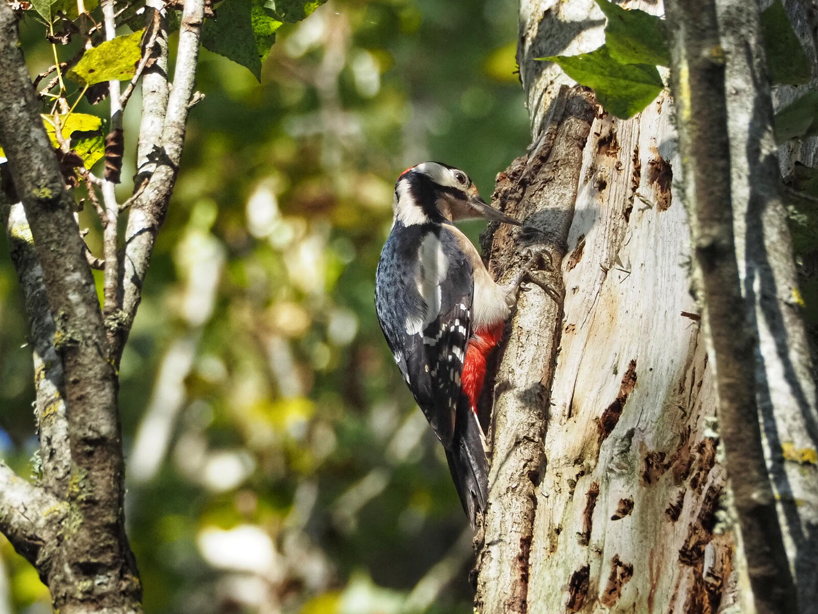 Click image for larger version

Name:	Great Spotted Woodpecker 2.jpg
Views:	1291
Size:	346.4 KB
ID:	1036575
