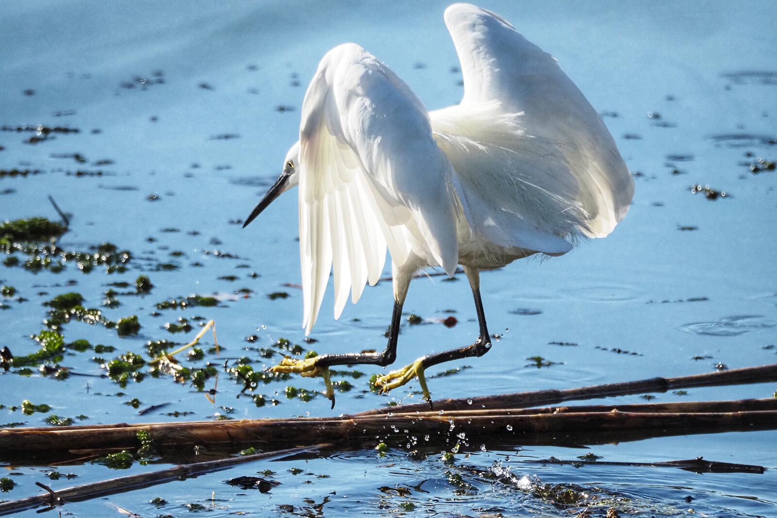 Click image for larger version

Name:	Little Egret 2.jpg
Views:	1523
Size:	215.8 KB
ID:	1036577