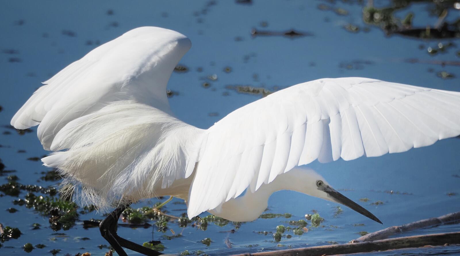 Click image for larger version

Name:	Little Egret 3.jpg
Views:	41
Size:	112.8 KB
ID:	1036578