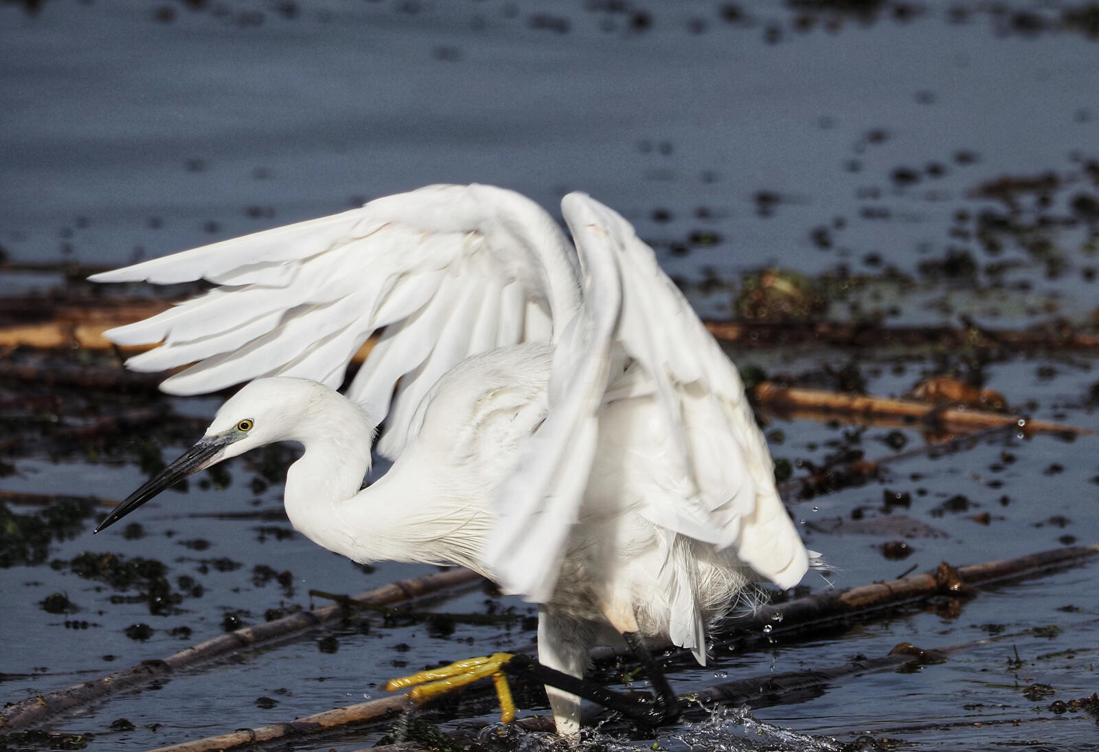 Click image for larger version

Name:	Little Egret 4.jpg
Views:	39
Size:	195.5 KB
ID:	1036579