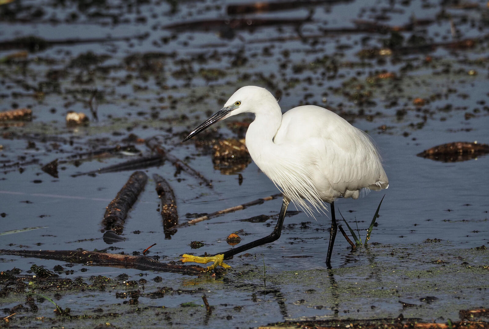 Click image for larger version

Name:	Little Egret 6.jpg
Views:	41
Size:	240.3 KB
ID:	1036580