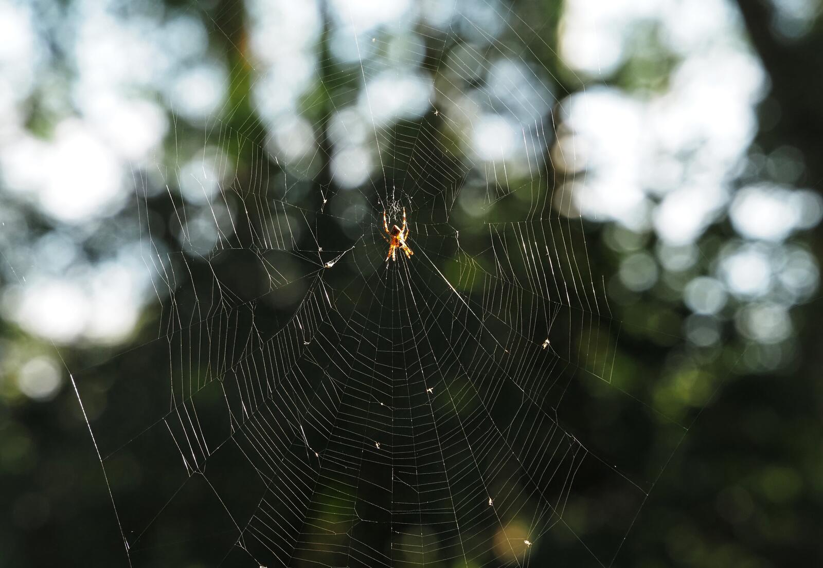 Click image for larger version

Name:	Cross Orbweaver spider.jpg
Views:	1599
Size:	179.7 KB
ID:	1036582