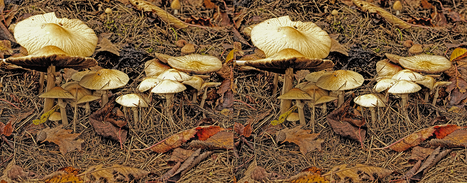 Click image for larger version

Name:	_B090560_DxO Clytocybe rivulosa Crosseye Topaz 1600.jpg
Views:	17
Size:	1.62 MB
ID:	1036595