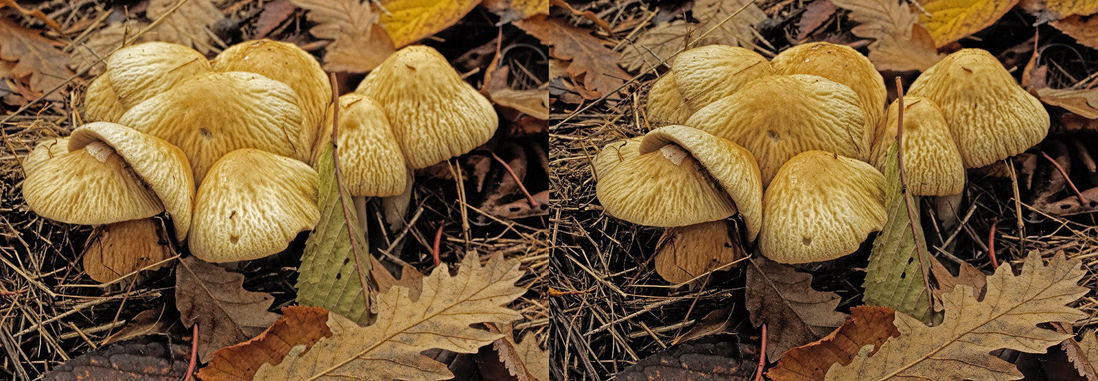 Click image for larger version

Name:	_B090564_DxO Agrocybe rivulosa Crosseye Topaz 1600.jpg
Views:	15
Size:	1.06 MB
ID:	1036596