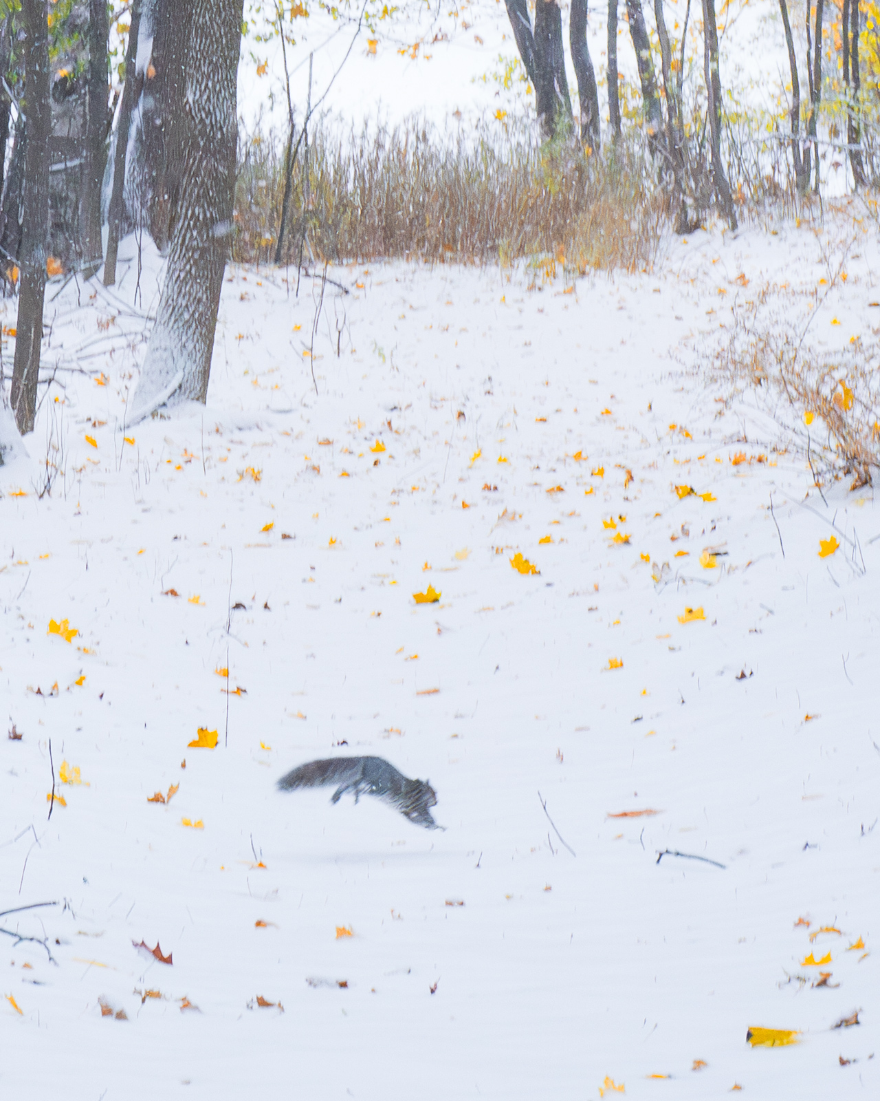 Click image for larger version

Name:	_B091986.jpg
Views:	650
Size:	923.9 KB
ID:	1036665