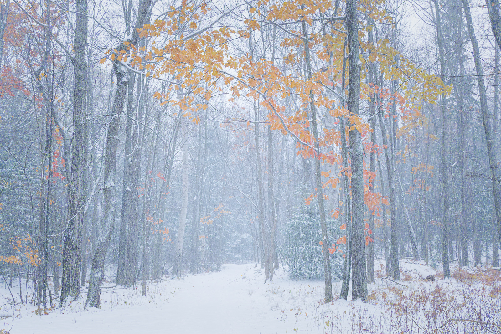 Click image for larger version

Name:	_B091947.jpg
Views:	50
Size:	1.73 MB
ID:	1036666