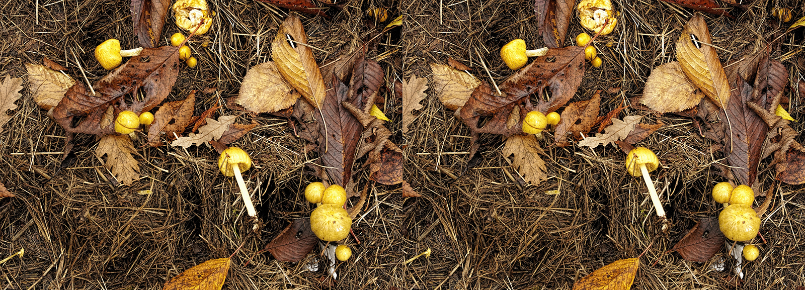 Click image for larger version

Name:	_B090558_DxO Yellow Field Cap Bolbitius titubans Crosseye Topaz 1600.jpg
Views:	635
Size:	1.63 MB
ID:	1036670